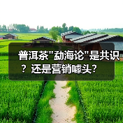 普洱茶 普洱茶