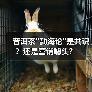普洱茶 普洱茶