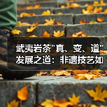 武夷岩茶