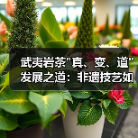 武夷岩茶