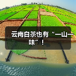 云南白茶也有“一山一味”!(图3) 云南白茶也有“一山一味”!(图3)