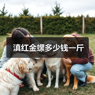 滇红金螺多少钱一斤(图2) 滇红金螺多少钱一斤(图2)