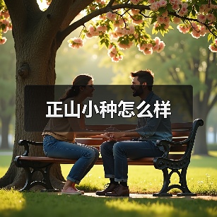 正山小种怎么样 正山小种怎么样