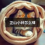 正山小种怎么样(图3) 正山小种怎么样(图3)