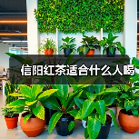 信阳红茶适合什么人喝(图3) 信阳红茶适合什么人喝(图3)