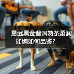 易武黑金普洱熟茶柔润如绸如何品鉴?(图4) 易武黑金普洱熟茶柔润如绸如何品鉴?(图4)