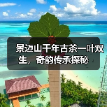 景迈山千年古茶一叶双生,奇韵传承探秘(图3) 景迈山千年古茶一叶双生,奇韵传承探秘(图3)