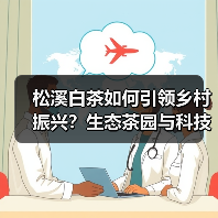 松溪白茶如何引领乡村振兴?生态茶园与科技融合的典范之路(图3) 松溪白茶如何引领乡村振兴?生态茶园与科技融合的典范之路(图3)